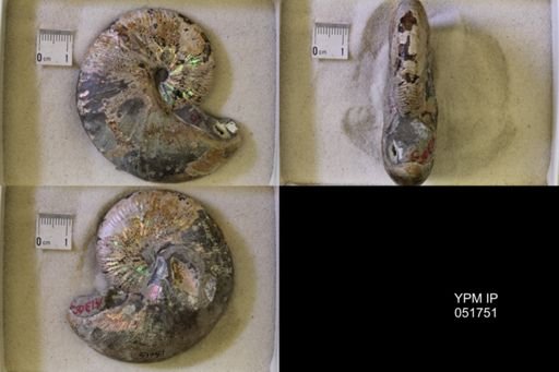 Hoploscaphites nicolletii