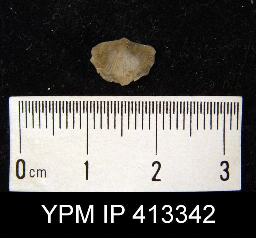 undet. Orthida