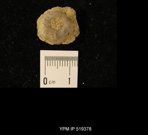 Erisocrinus typus