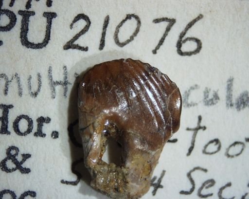 Ptilodus kummae