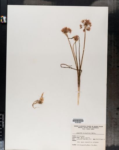 Allium