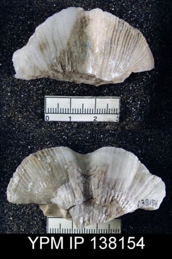Spirifer (Neospirifer) musakheylensis