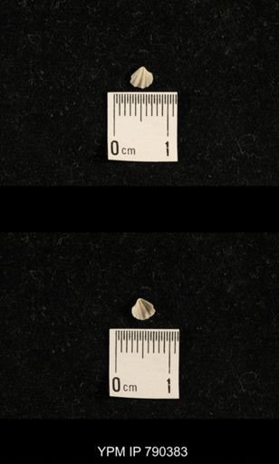 undet. Brachiopoda