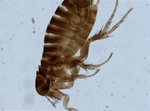 Ceratophyllus gallinae