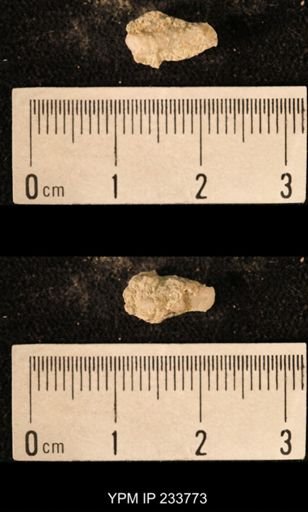 Archaeocidaris sp.