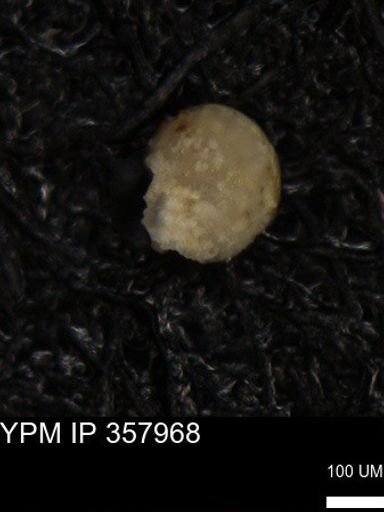 undet. Foraminiferida