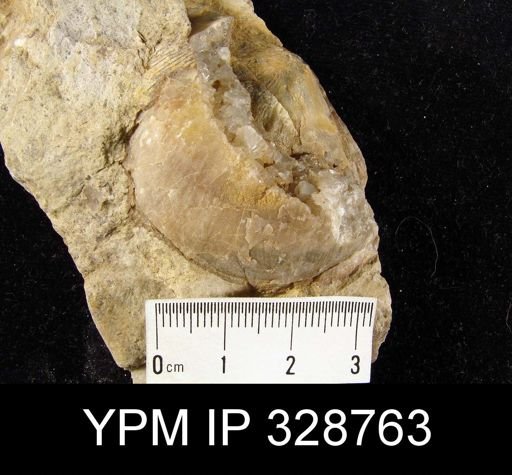 undet. Strophomenida