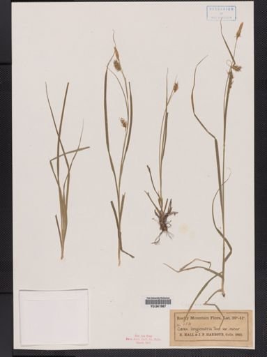 Carex sprengelii