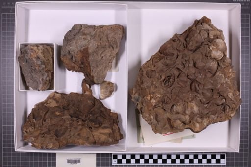 mixed taxa, stratigraphic collection