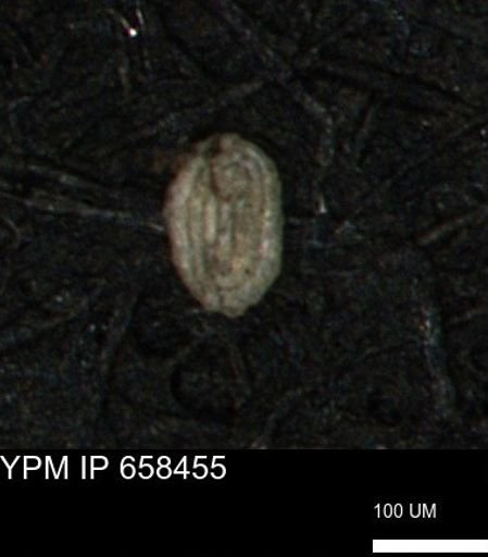 Spirolocammina planula