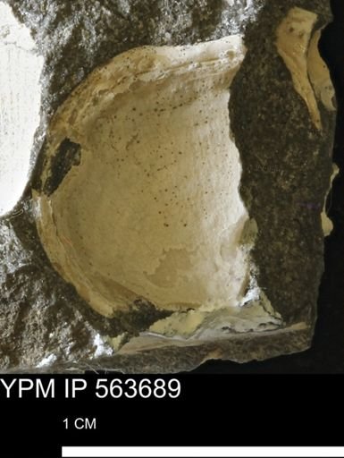 undet. Bivalvia