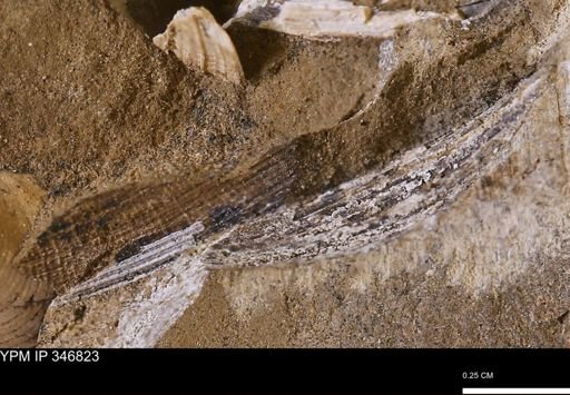 undet. Bivalvia