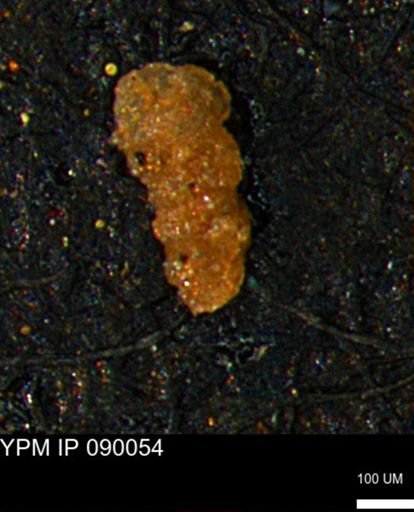 Verneuilinoides kansasensis
