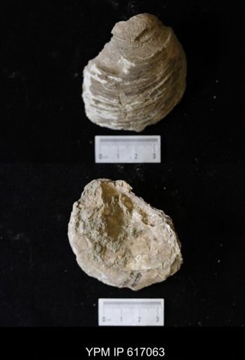 Ostrea sp.