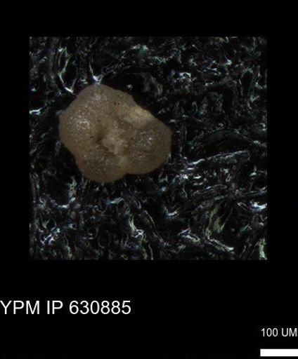 undet. Rugoglobigerinidae