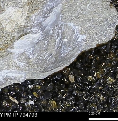 Phelopteria linguaeformis