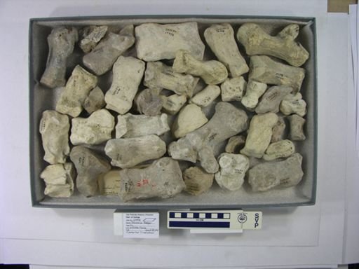 Teleoceras fossiger