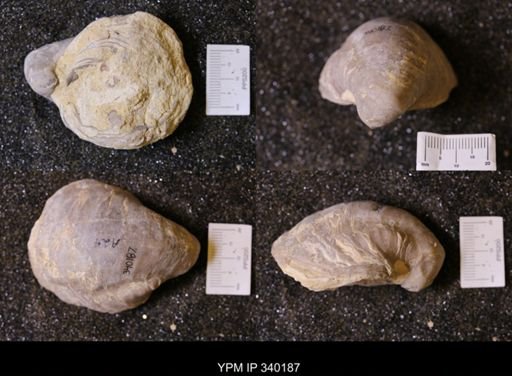 Gryphaea sp.