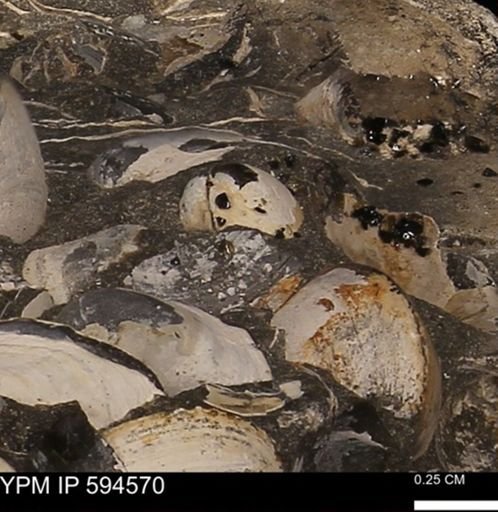 Protocardia sp.