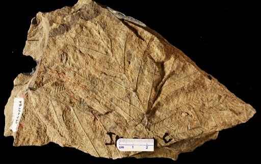 Calcaropteris boeselii