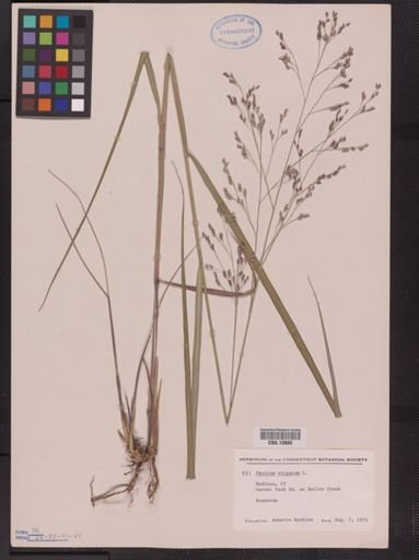 Panicum virgatum