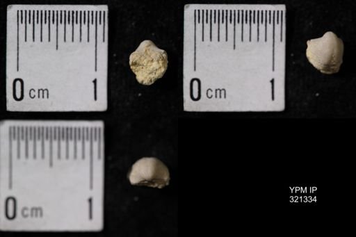 Ambocoelia umbonata