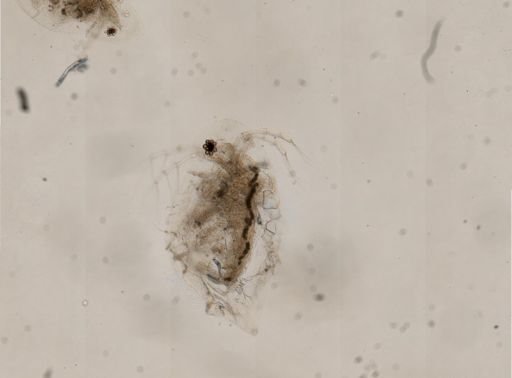 Daphnia retrocurva