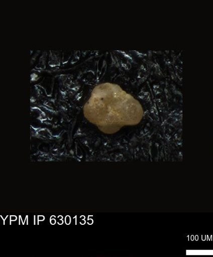 undet. Foraminiferida