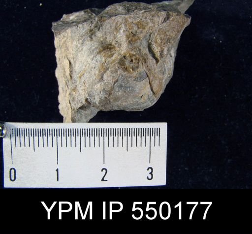 Teguliferina sp.