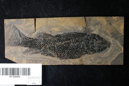 Semionotus