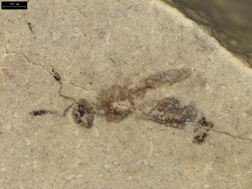 Hymenoptera?