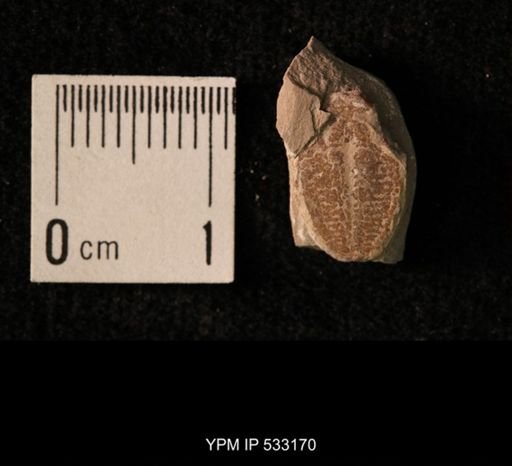 Elrathia kingi