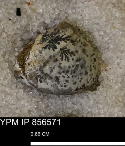 Limopsis striatopunctatus