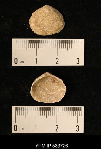 Macoma sp.