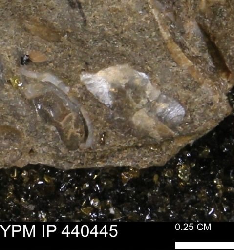 undet. Bivalvia