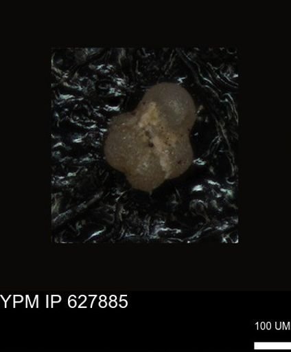 undet. Foraminiferida