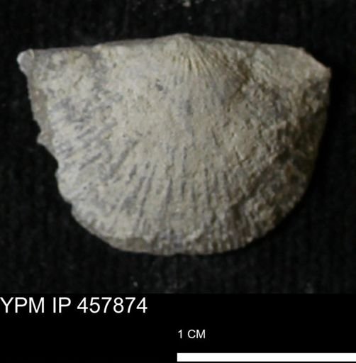 Strophodonta sp.