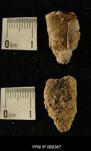 undet. Bryozoa