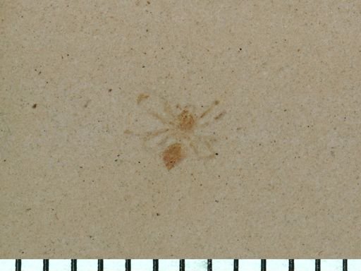 undet. Araneae