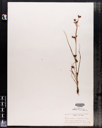 Rhynchospora scirpoides