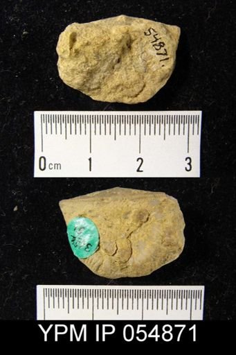 Strophonella reversa
