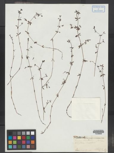 Galium tinctorium