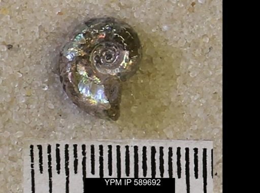 undet. Scaphitidae