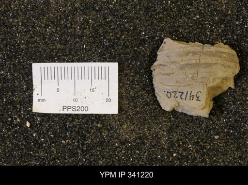 undet. Scaphitidae