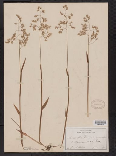 Anthoxanthum nitens
