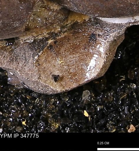 undet. Bivalvia