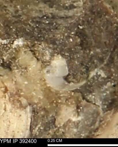 Protocardia subquadrata