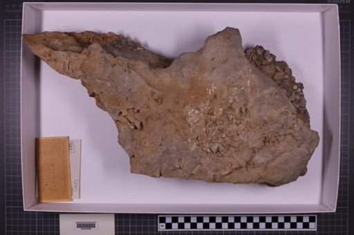 mixed taxa, stratigraphic collection