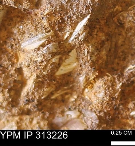 undet. Bivalvia