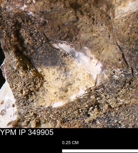 undet. Mollusca